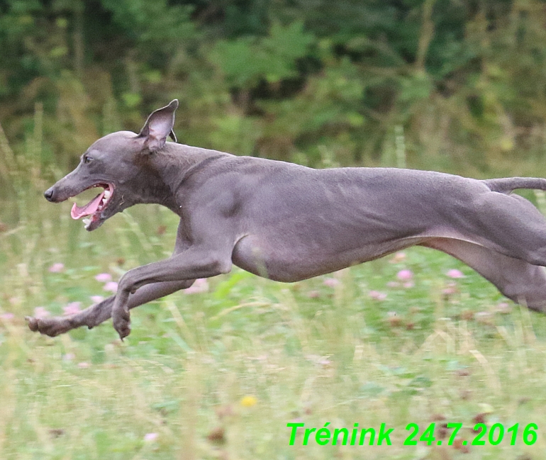 Náš trénink 24.7.2016 všechny feny a Bertrando (134)