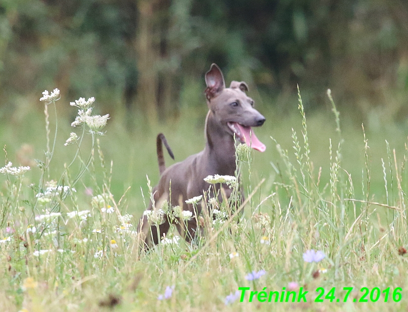 Náš trénink 24.7.2016 všechny feny a Bertrando (137)