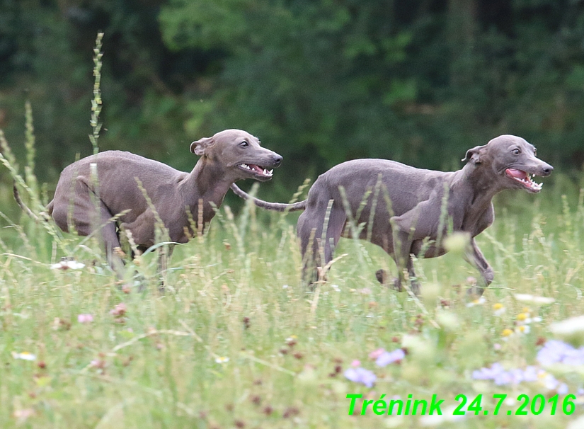 Náš trénink 24.7.2016 všechny feny a Bertrando (146)