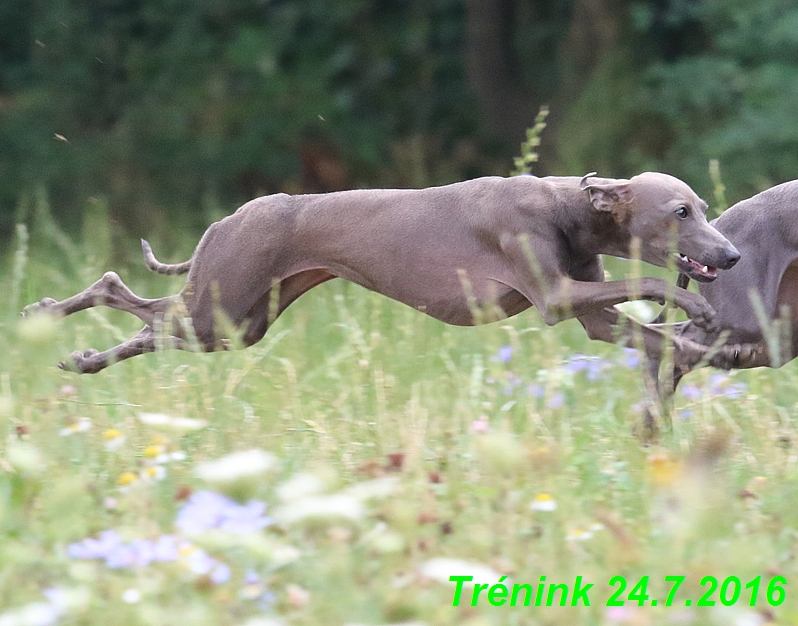 Náš trénink 24.7.2016 všechny feny a Bertrando (147)