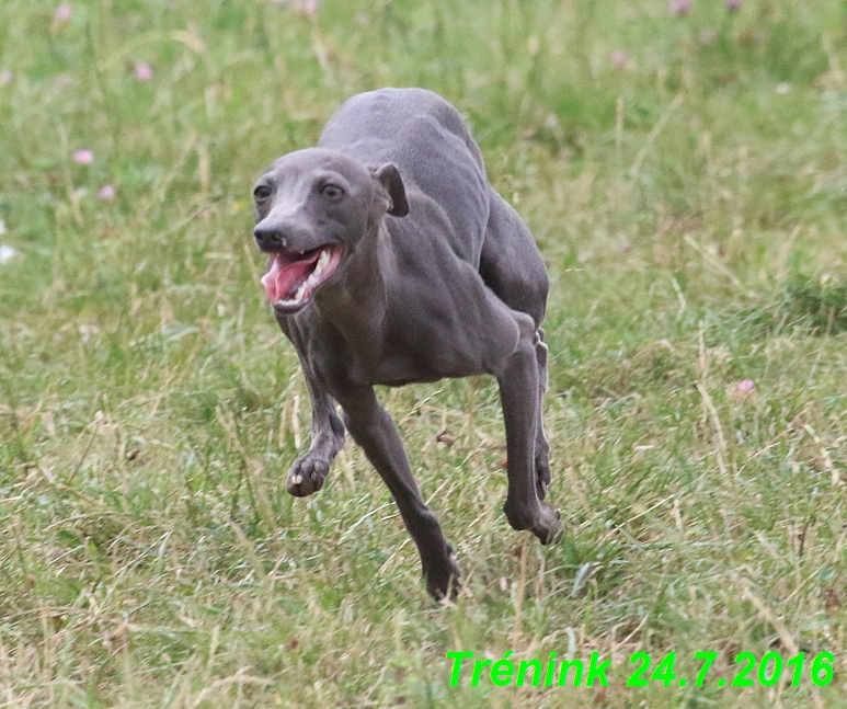 Náš trénink 24.7.2016 všechny feny a Bertrando (152)