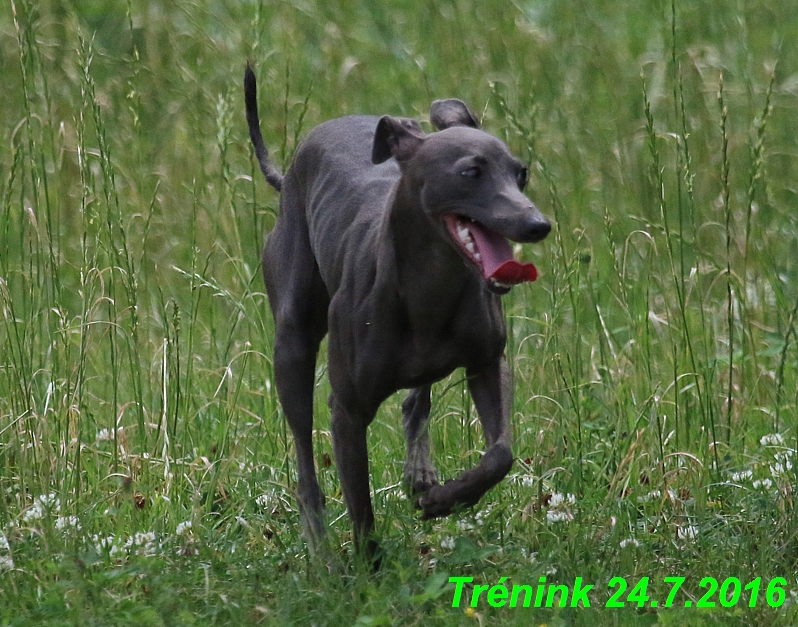 Náš trénink 24.7.2016 všechny feny a Bertrando (154)