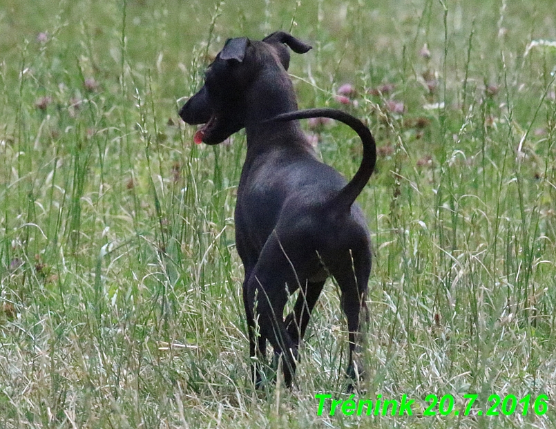 Náš trénink 20.7.2016 Lilith,Isis, Margo,Bertrando a naše feny (6)