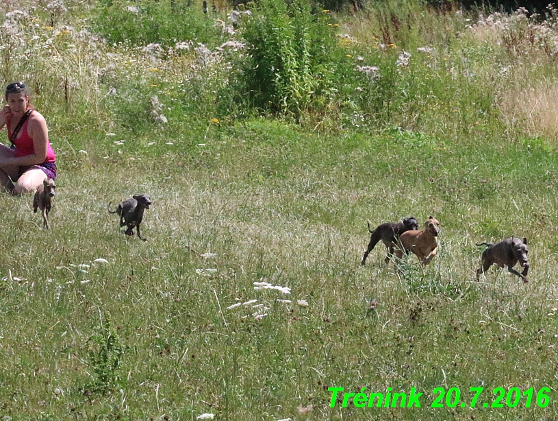 Náš trénink 20.7.2016 Lilith,Isis, Margo,Bertrando a naše feny (14)