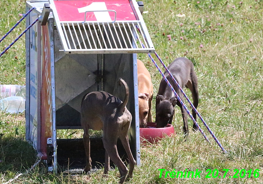 Náš trénink 20.7.2016 Lilith,Isis, Margo,Bertrando a naše feny (16)