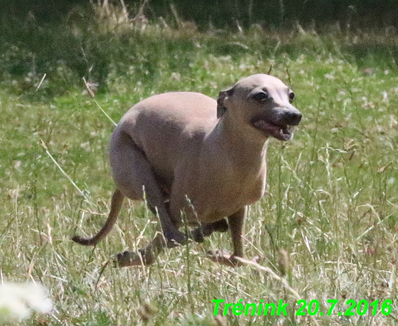 Náš trénink 20.7.2016 Lilith,Isis, Margo,Bertrando a naše feny (29)