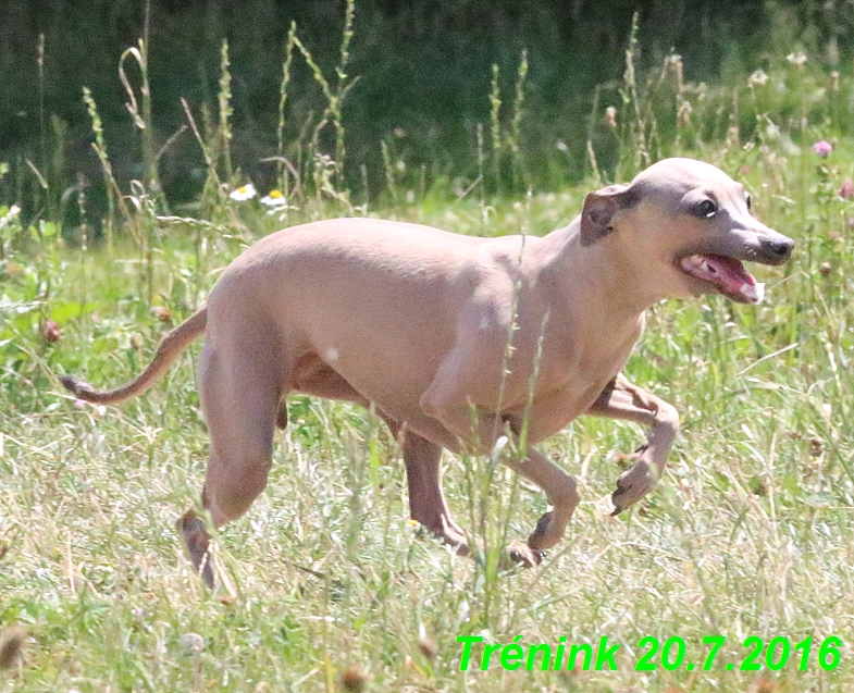 Náš trénink 20.7.2016 Lilith,Isis, Margo,Bertrando a naše feny (30)