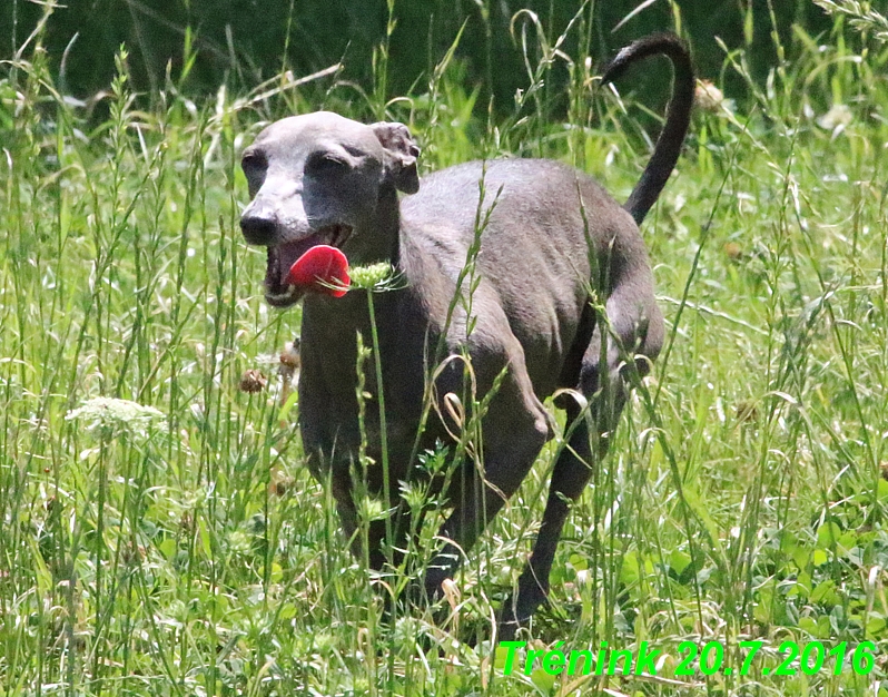 Náš trénink 20.7.2016 Lilith,Isis, Margo,Bertrando a naše feny (32)