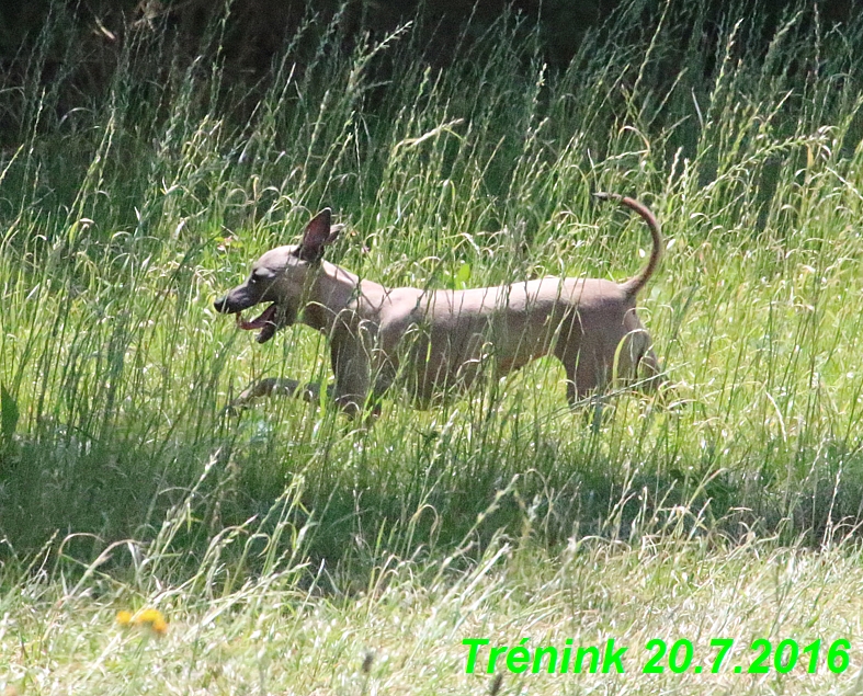 Náš trénink 20.7.2016 Lilith,Isis, Margo,Bertrando a naše feny (35)