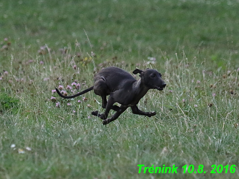 nas trenink 10.8.2016 vsechny feny a bertrando (6)