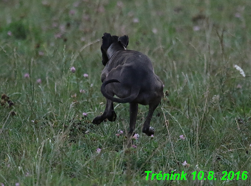 nas trenink 10.8.2016 vsechny feny a bertrando (9)