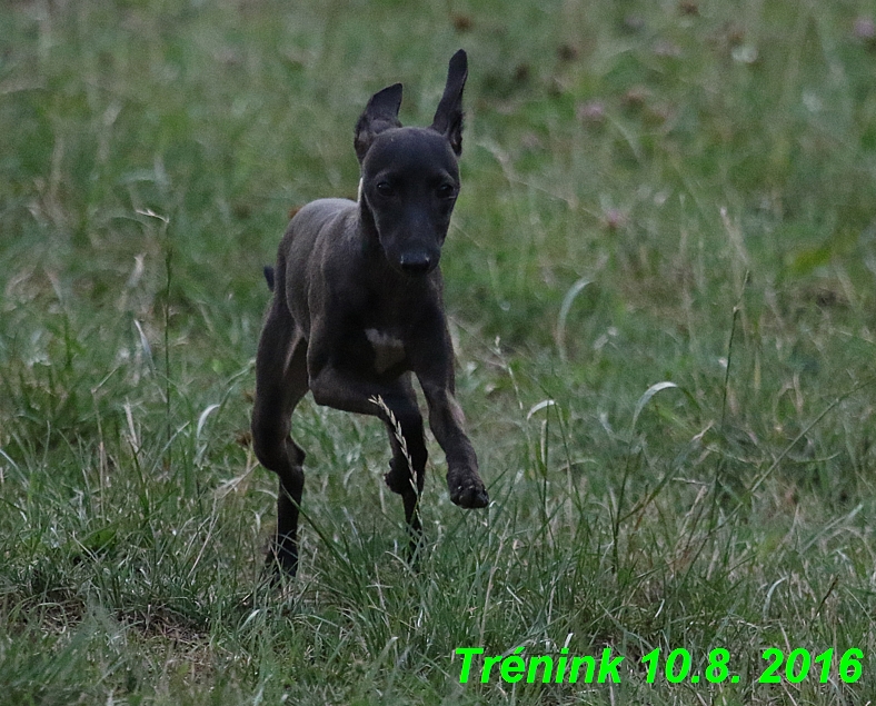 nas trenink 10.8.2016 vsechny feny a bertrando (11)