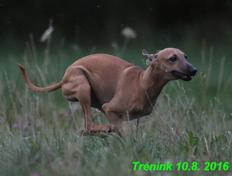 nas trenink 10.8.2016 vsechny feny a bertrando (13)