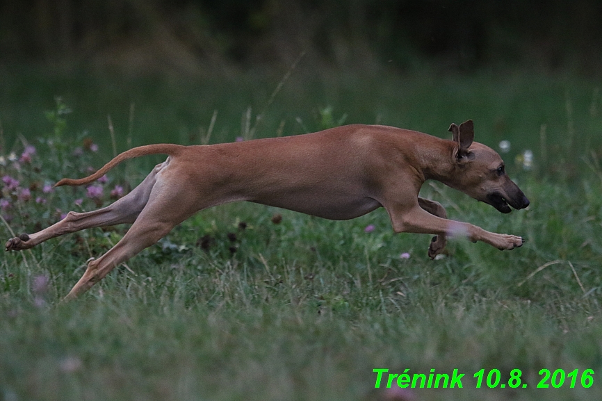 nas trenink 10.8.2016 vsechny feny a bertrando (17)