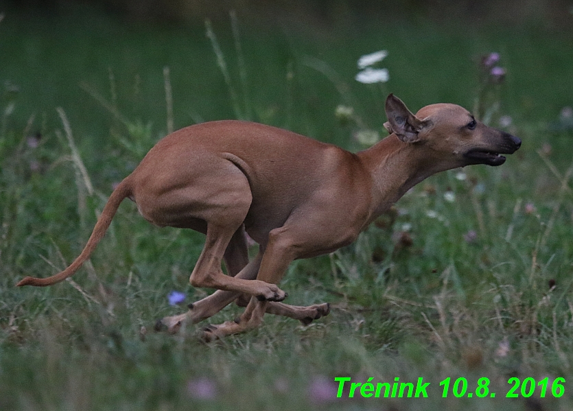 nas trenink 10.8.2016 vsechny feny a bertrando (18)