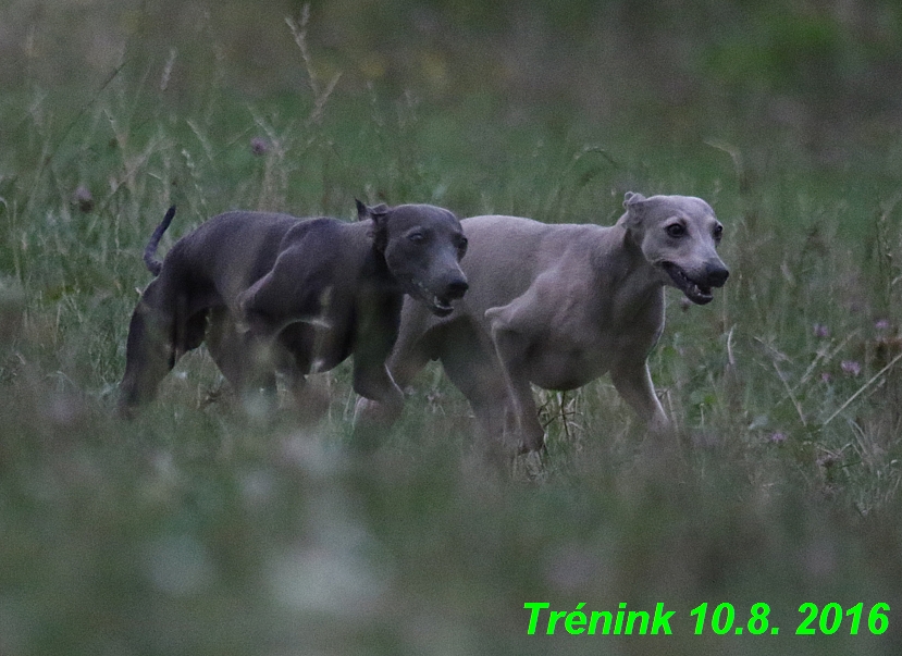 nas trenink 10.8.2016 vsechny feny a bertrando (23)