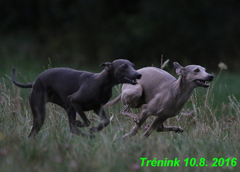 nas trenink 10.8.2016 vsechny feny a bertrando (25)