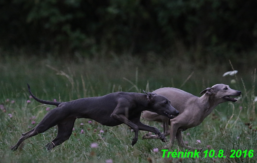 nas trenink 10.8.2016 vsechny feny a bertrando (28)