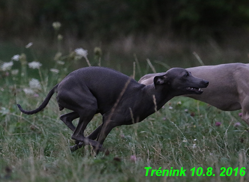 nas trenink 10.8.2016 vsechny feny a bertrando (29)