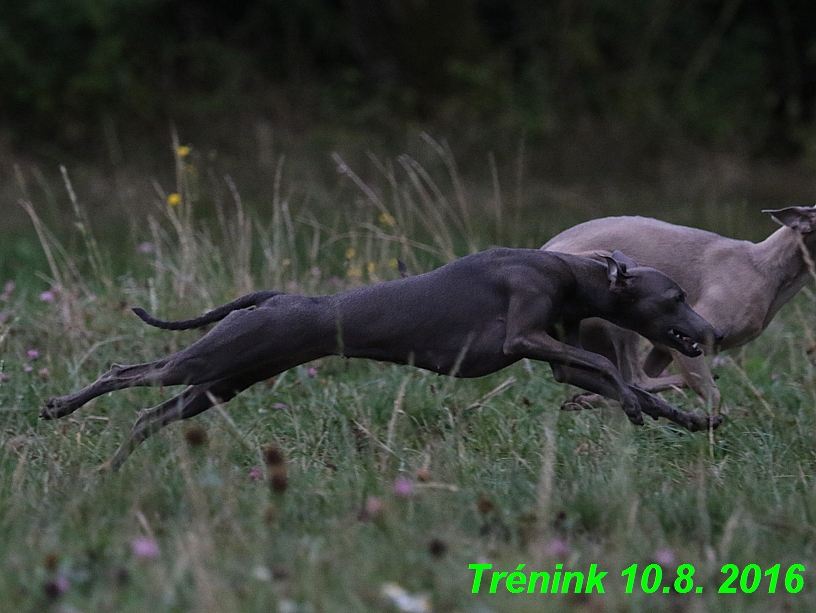 nas trenink 10.8.2016 vsechny feny a bertrando (30)