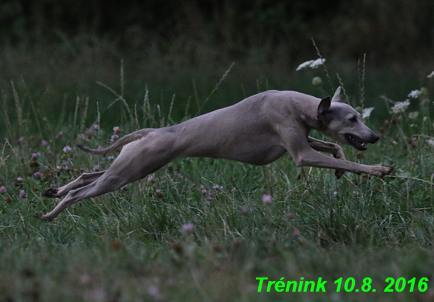 nas trenink 10.8.2016 vsechny feny a bertrando (36)