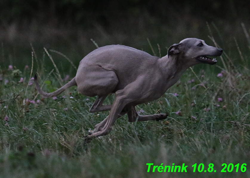 nas trenink 10.8.2016 vsechny feny a bertrando (37)