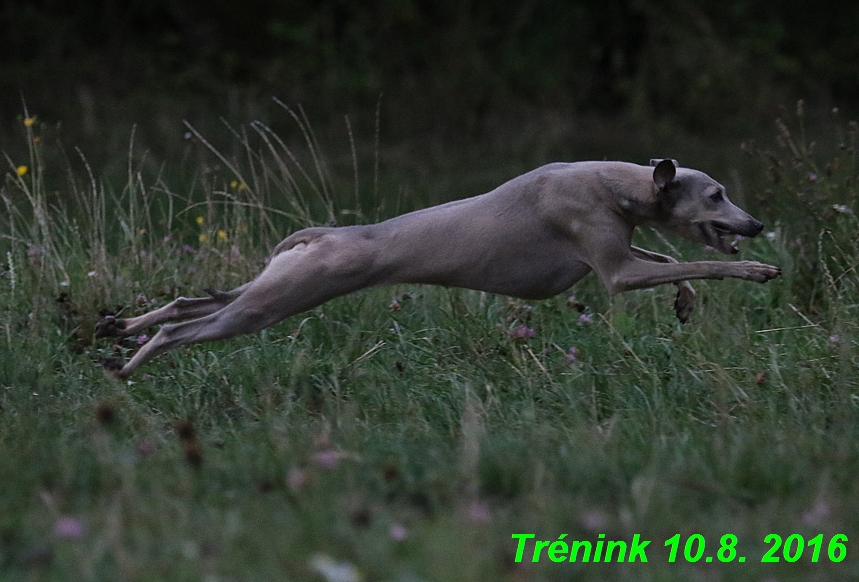 nas trenink 10.8.2016 vsechny feny a bertrando (38)