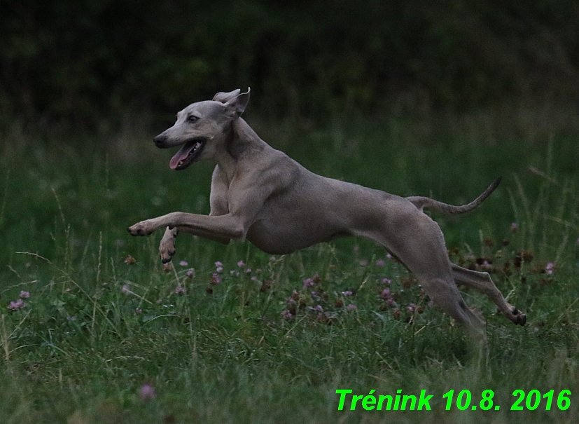 nas trenink 10.8.2016 vsechny feny a bertrando (39)