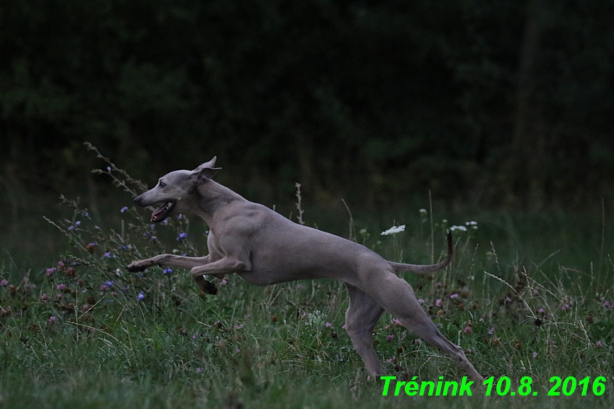 nas trenink 10.8.2016 vsechny feny a bertrando (40)