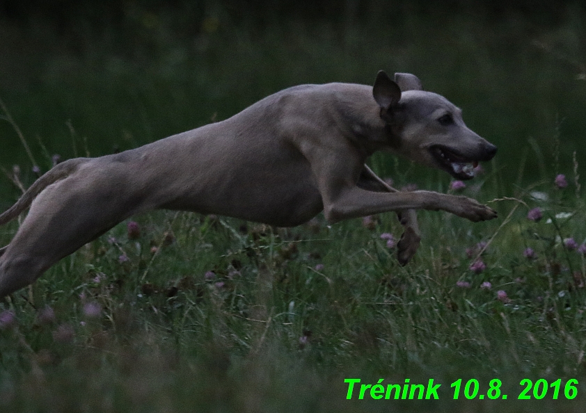 nas trenink 10.8.2016 vsechny feny a bertrando (41)