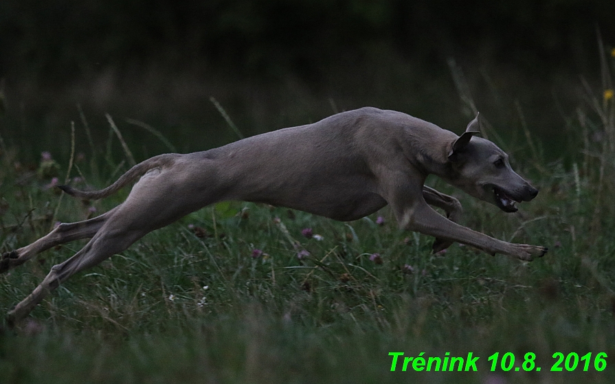 nas trenink 10.8.2016 vsechny feny a bertrando (42)