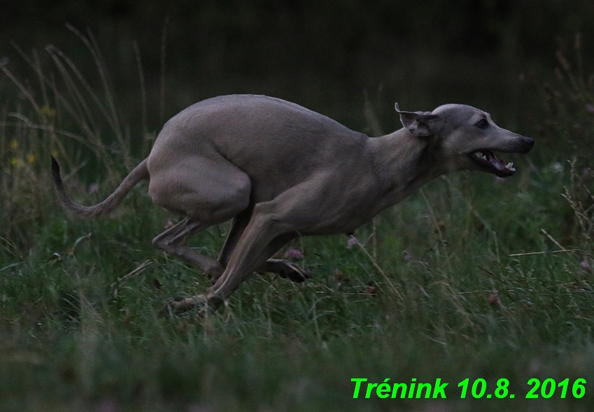 nas trenink 10.8.2016 vsechny feny a bertrando (43)