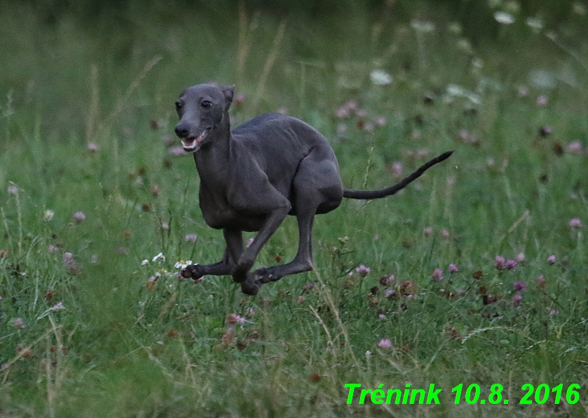 nas trenink 10.8.2016 vsechny feny a bertrando (49)