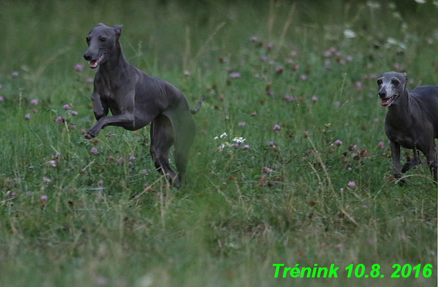 nas trenink 10.8.2016 vsechny feny a bertrando (50)