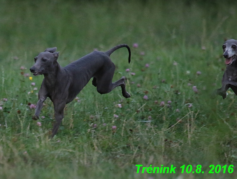 nas trenink 10.8.2016 vsechny feny a bertrando (51)