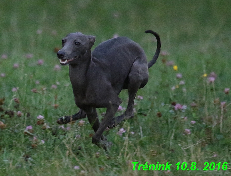 nas trenink 10.8.2016 vsechny feny a bertrando (52)