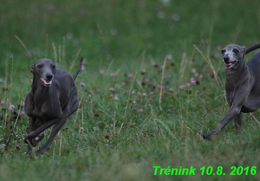 nas trenink 10.8.2016 vsechny feny a bertrando (53)