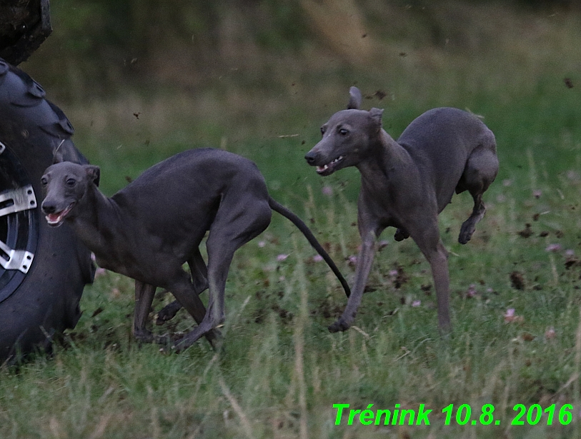 nas trenink 10.8.2016 vsechny feny a bertrando (55)