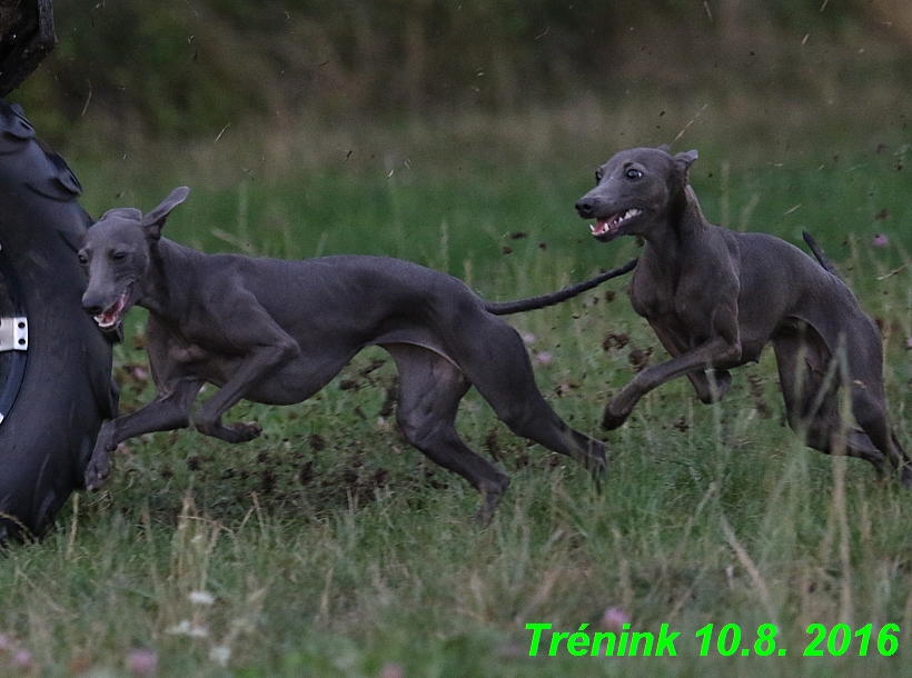 nas trenink 10.8.2016 vsechny feny a bertrando (56)