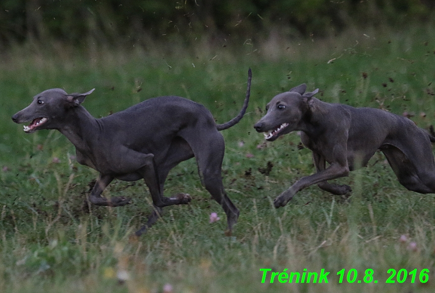 nas trenink 10.8.2016 vsechny feny a bertrando (57)