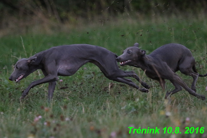 nas trenink 10.8.2016 vsechny feny a bertrando (58)