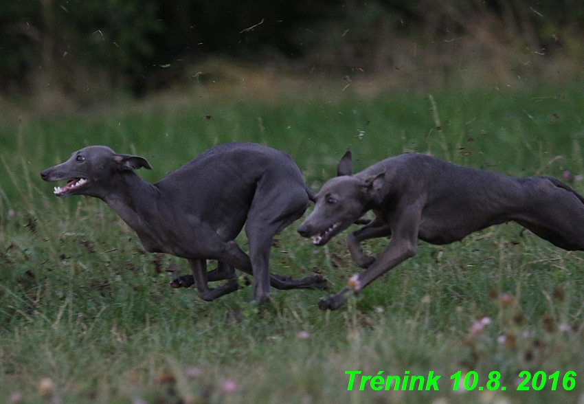 nas trenink 10.8.2016 vsechny feny a bertrando (59)