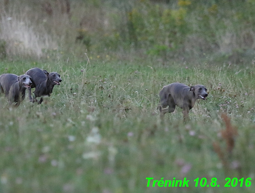 nas trenink 10.8.2016 vsechny feny a bertrando (60)