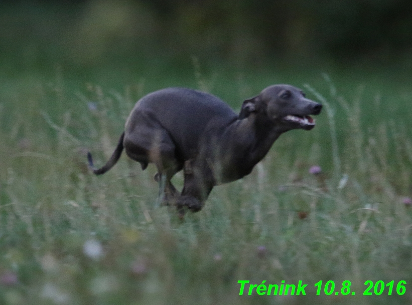 nas trenink 10.8.2016 vsechny feny a bertrando (61)