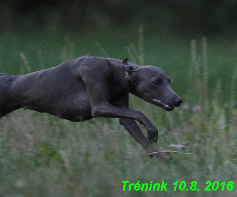 nas trenink 10.8.2016 vsechny feny a bertrando (62)