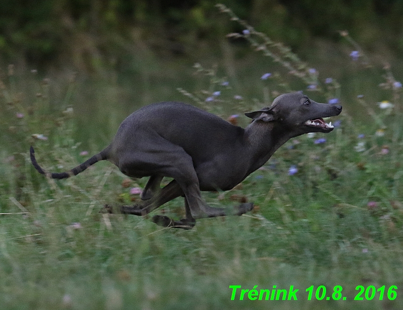 nas trenink 10.8.2016 vsechny feny a bertrando (63)