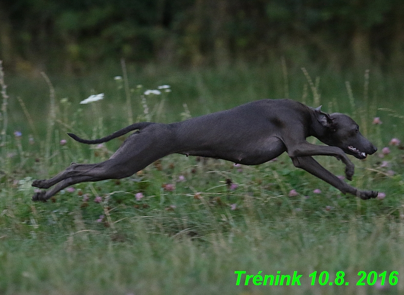 nas trenink 10.8.2016 vsechny feny a bertrando (64)