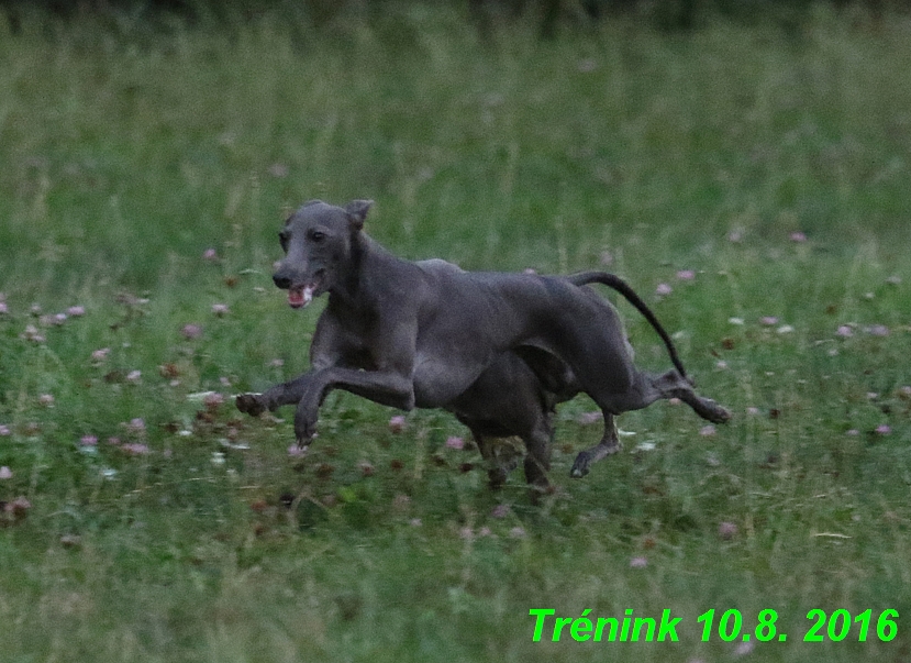 nas trenink 10.8.2016 vsechny feny a bertrando (65)