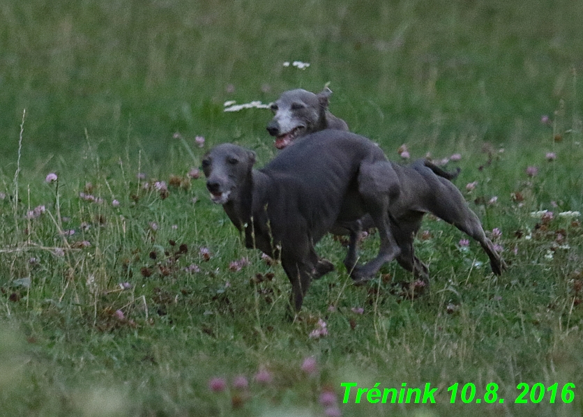 nas trenink 10.8.2016 vsechny feny a bertrando (66)