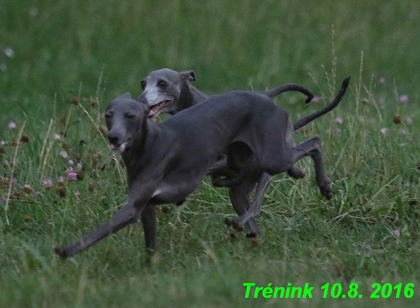 nas trenink 10.8.2016 vsechny feny a bertrando (68)